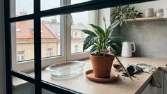 Proč lopatkovec nekvete: často za tím stojí nenápadná chyba v zálivce